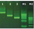 柱式动物线粒体DNAOUT，PCR级