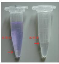 天净沙核酸浓缩剂