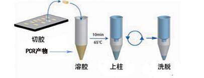 胶回收及PCR片段纯化两用试剂盒
