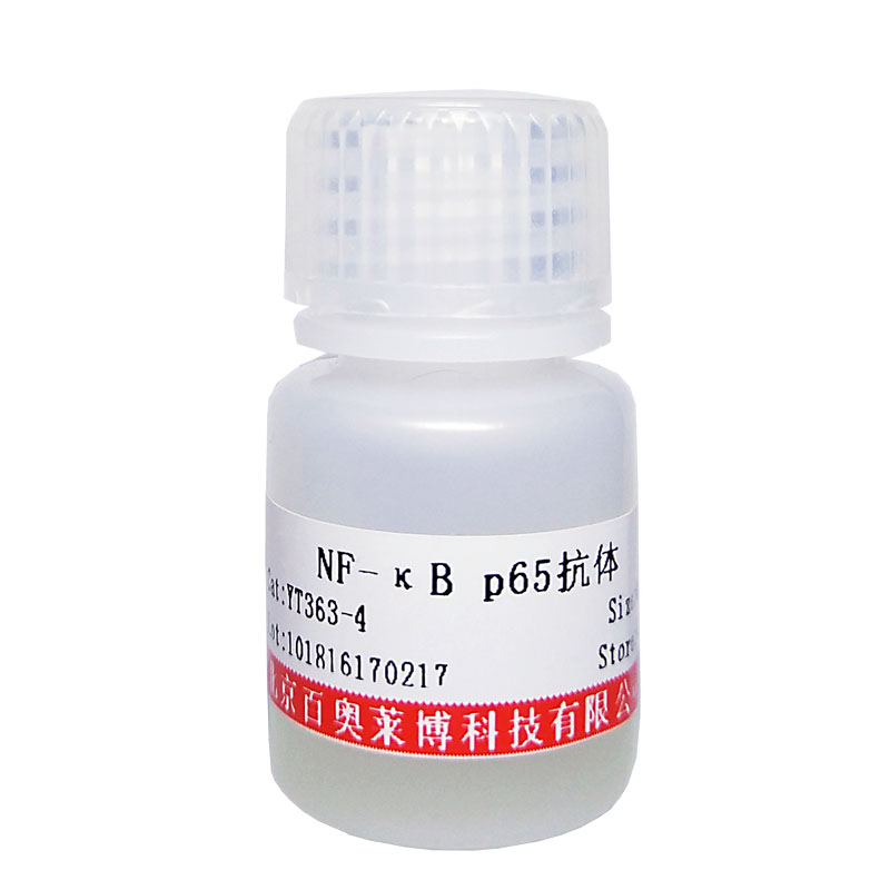 磷脂酰肌醇激酶抗体(PI3 kinase P85α)现货价格
