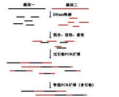 DNA Shuffling 试剂