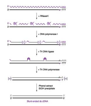cDNA第二链合成试剂盒