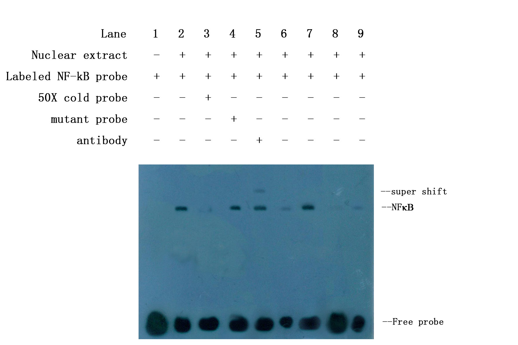 RT-PCR（威斯腾生物-中关村生物医学研发检测共享平台！）