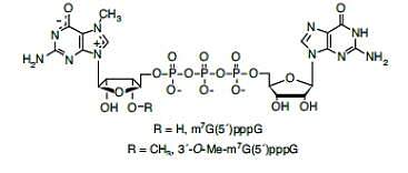 3´-O-Me-m7 G(5´)ppp(5´)G 帽结构类似物