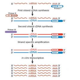 天净沙单细胞RNA扩增试剂盒