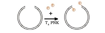 DNA磷酸化试剂盒