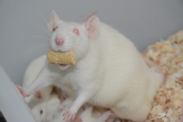 环磷酸胺致小鼠脱发模型