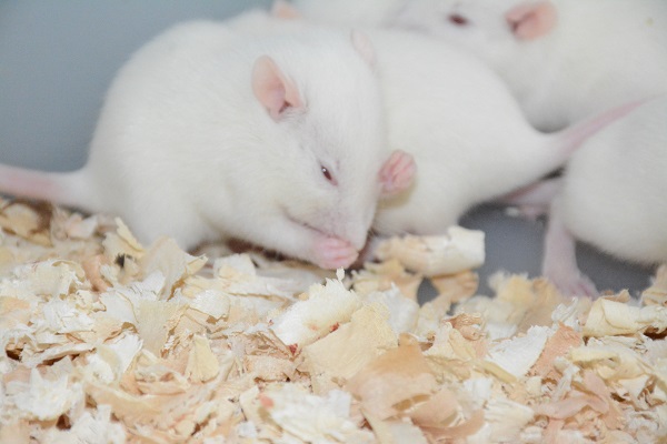 大鼠缺血性急性肾功能衰竭模型