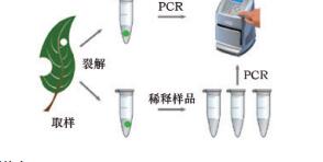 免DNA提取PCR试剂盒