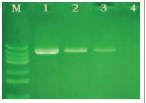 即用型高保真PCR试剂盒