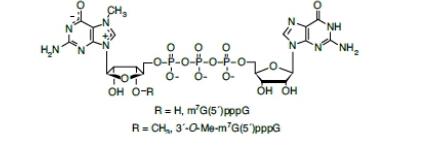 G(5´)ppp(5´)A 帽结构类似物