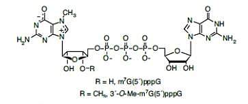 G(5´)ppp(5´)G 帽结构类似物