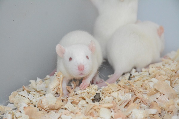 大鼠口腔白色念珠菌感染模型