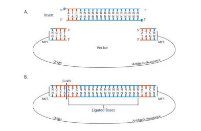 一站式平末端克隆试剂盒