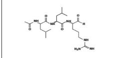 亮抑蛋白酶肽溶液，10 mg/mL