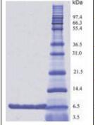 一站式Tricine-SDS-PAGE套装