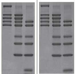 一站式SDS-PAGE电泳套装