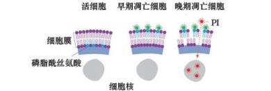 双染细胞凋亡检测试剂盒（Annexin V-荧光素555·7-AAD）