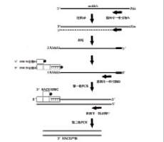 5'-RACE试剂盒