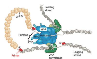 T7 DNA 聚合酶(未修饰)