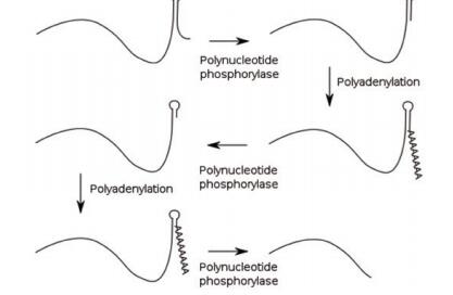 多核苷酸磷酸化酶