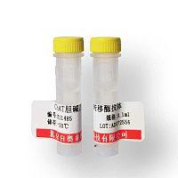 小鼠抗Akt1抗体大量库存促销