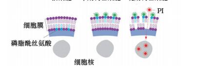 双染细胞凋亡检测试剂盒(Annexin V-FITC·PI)