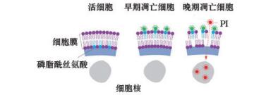 双染细胞凋亡检测试剂盒（Annexin V-EGFP·PI）