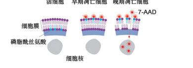双染细胞凋亡检测试剂盒（Annexin V-APC·7-AAD）