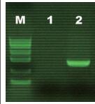 甲基化专一性PCR试剂盒