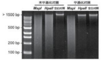 人甲基化/非甲基化DNA标准品