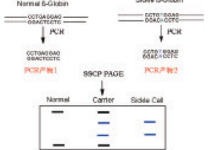 一站式PCR-SSCP套装