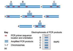 RAPD PCR试剂盒（含银染）