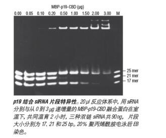 p19 siRNA 结合蛋白 