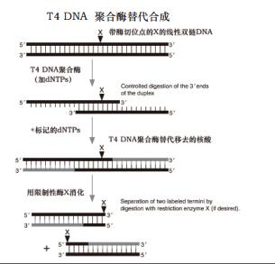 T4 DNA 聚合酶