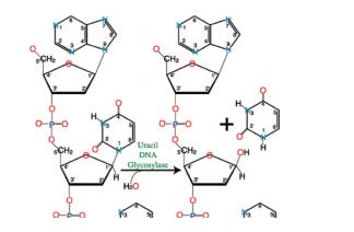 尿嘧啶-DNA糖基化酶