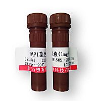 北京现货Stbl2 化学感受态细胞哪里买