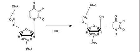 Afu 尿嘧啶 - DNA 糖基化酶