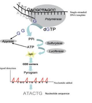 ATP硫酸化酶