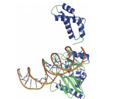 T4 RNA 连接酶 2（截短型 ）