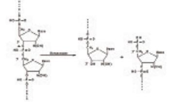 Benzonase核酸酶