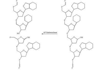 人源脱嘌呤/脱嘧啶 (AP) 核酸内切酶