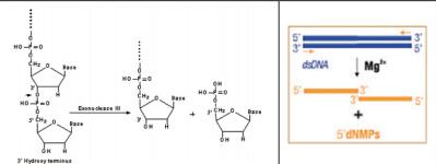 核酸外切酶 III
