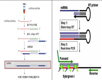 microRNA 荧光定量PCR检测技术服务