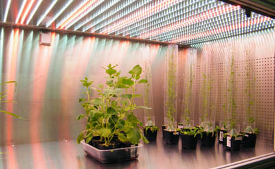 植物荧光生长培养系统