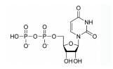 尿苷-5'-二磷酸