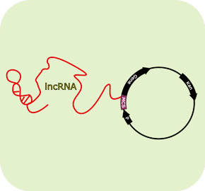 lncRNA表达载体