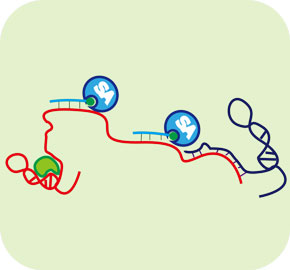 RNA反义纯化(RAP)