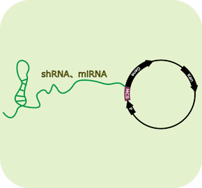 miRNA表达载体