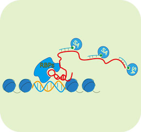 RNA纯化染色质分离技术(ChIRP)